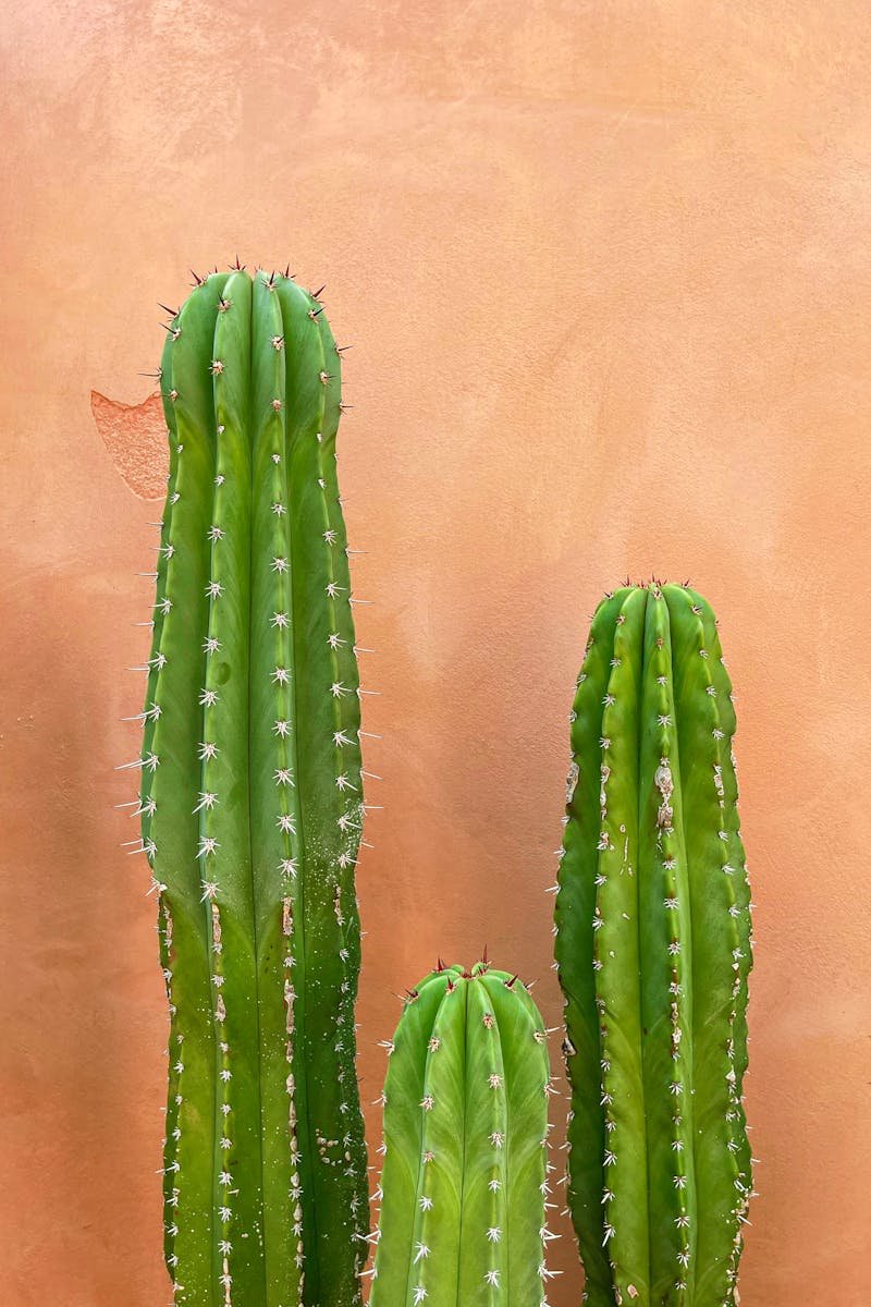 Close-up of San Pedro cacti with a coral wall background in Puerto Escondido, Mexico.